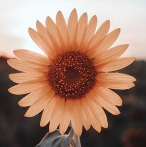 Meet your Posher, Mallory